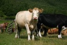 Cows Near Aviemore